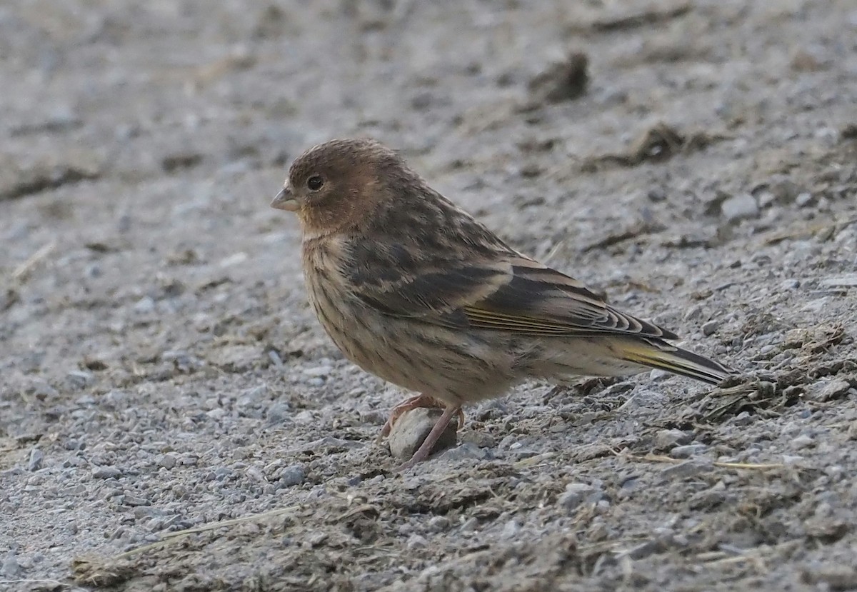 Fire-fronted Serin - Asmus Schröter