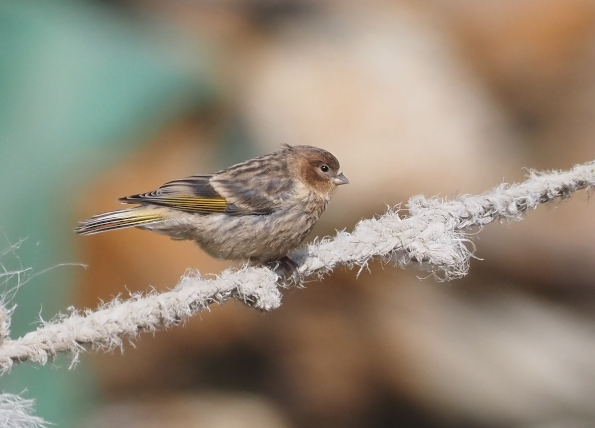 Fire-fronted Serin - Asmus Schröter