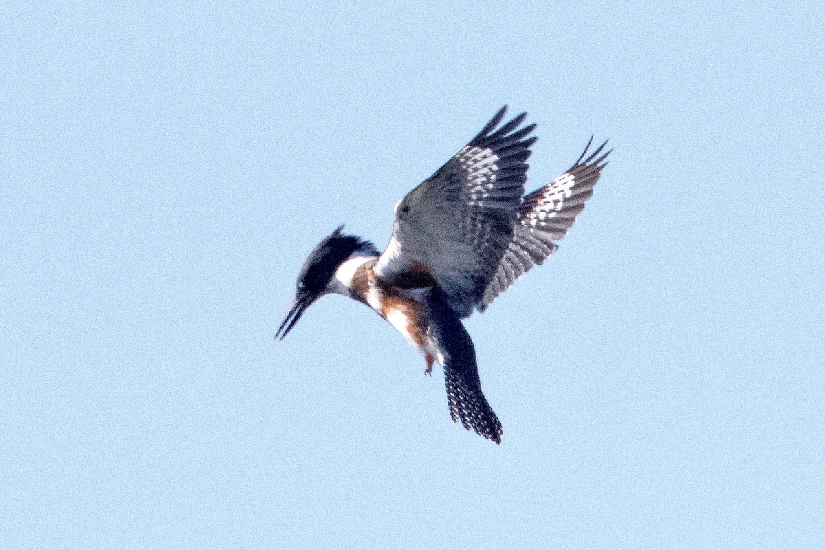 Belted Kingfisher - ML469926621