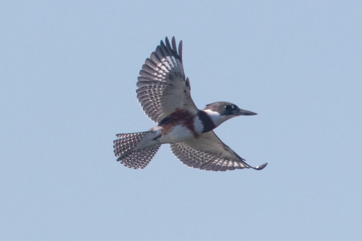 Belted Kingfisher - ML469926631