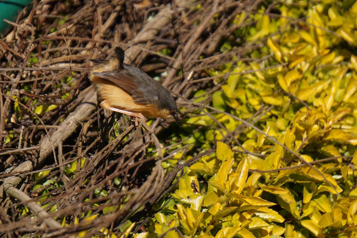 Ashy Prinia - ML46992701