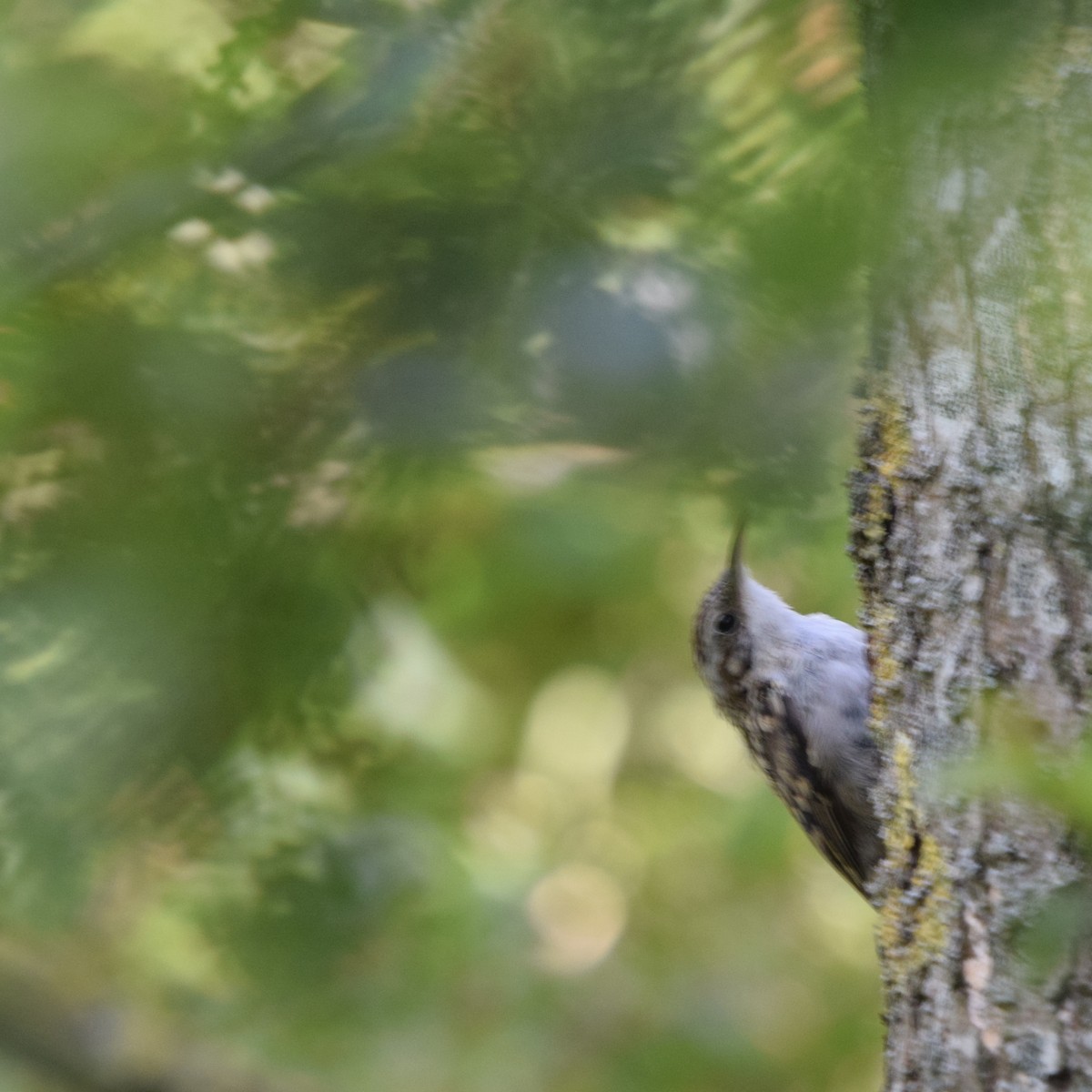 Short-toed Treecreeper - ML469928311