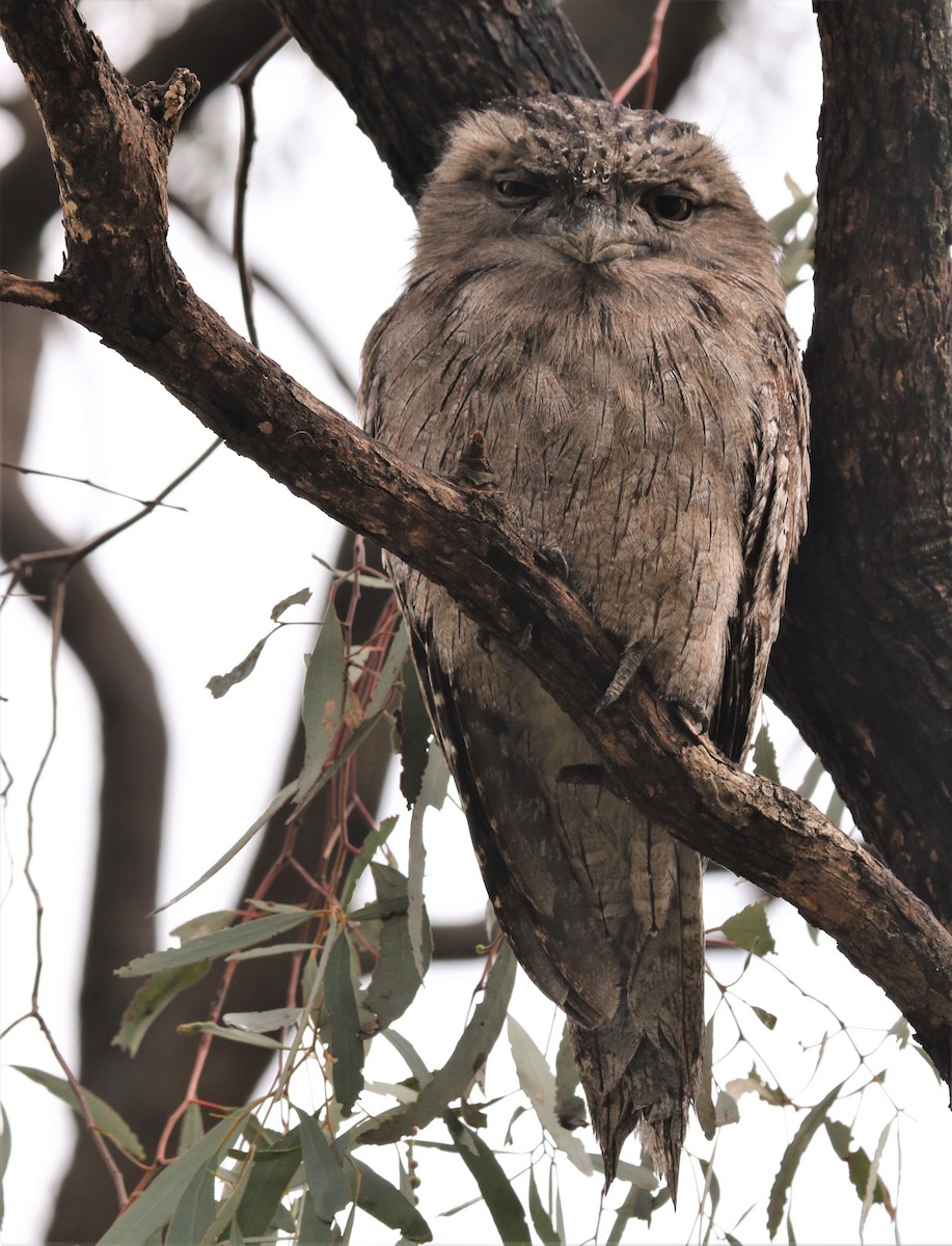 Tawny Frogmouth - ML469930941