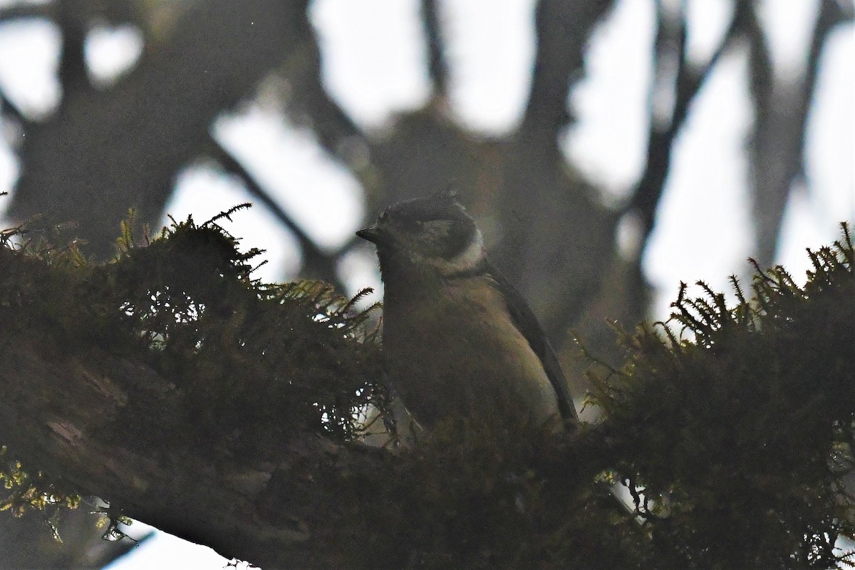 Gray-crested Tit - ML469931101