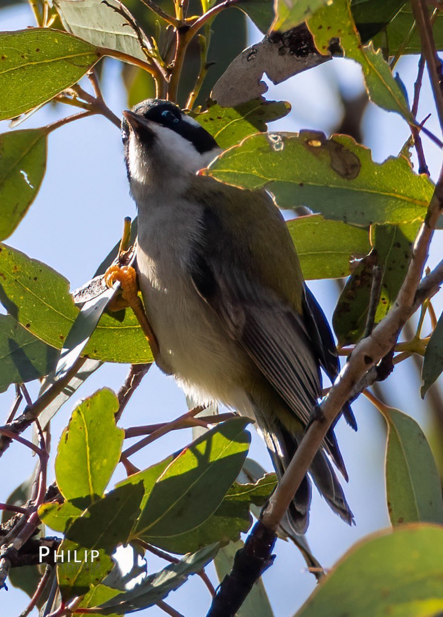 Black-chinned Honeyeater - ML469931481