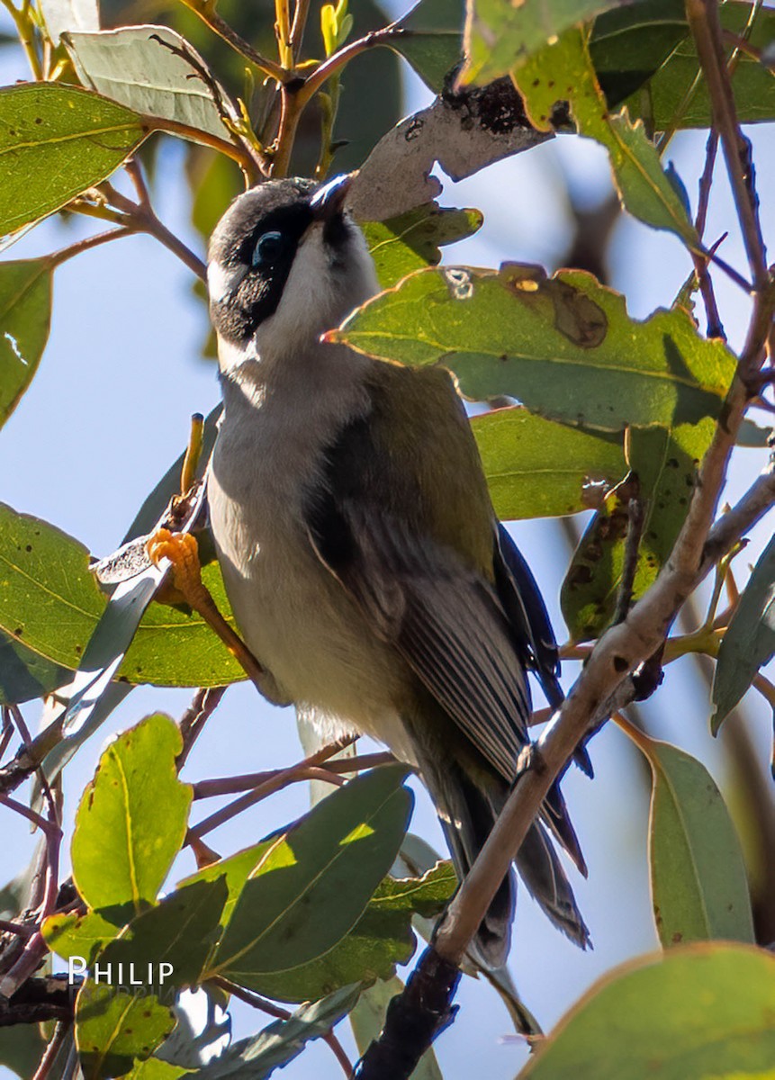 Black-chinned Honeyeater - ML469931491