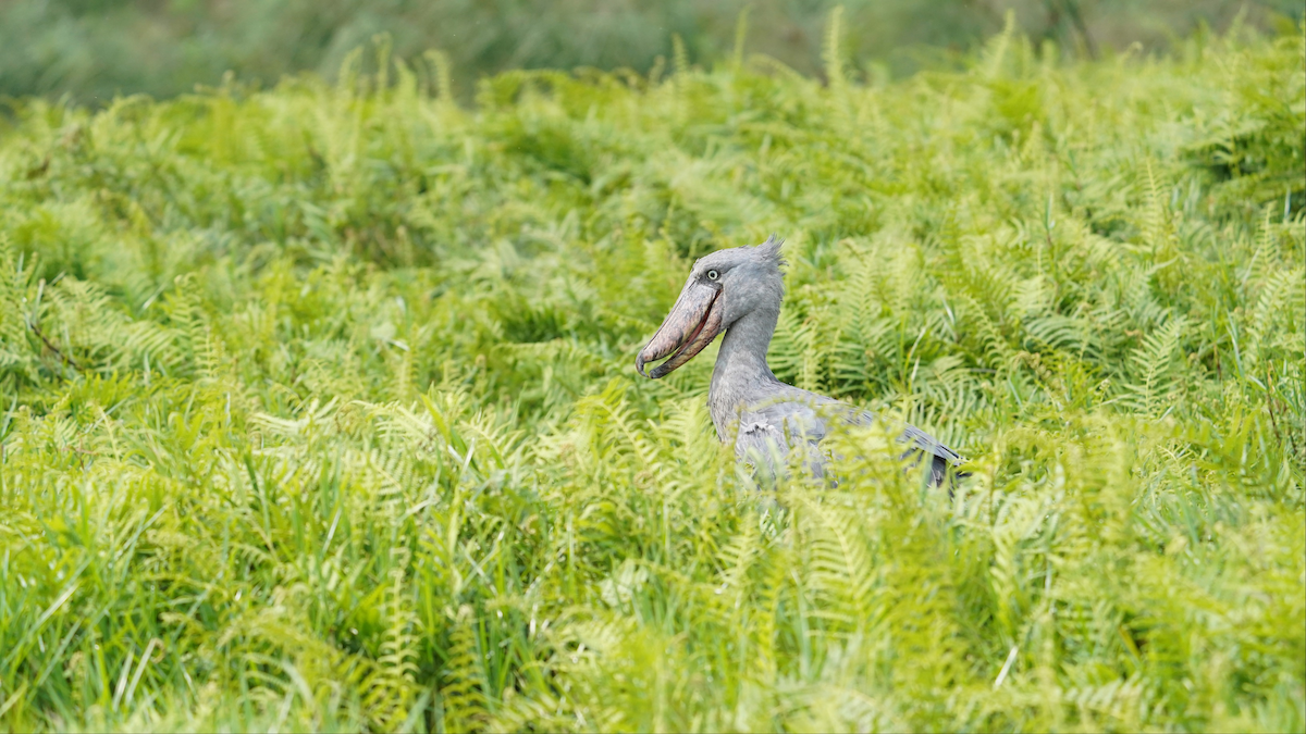 Shoebill - ML469931651