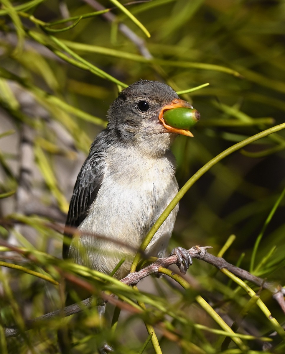 Mistletoebird - ML469931711