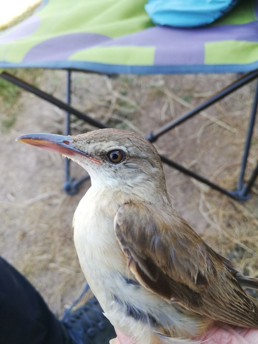 Great Reed Warbler - ML469933051