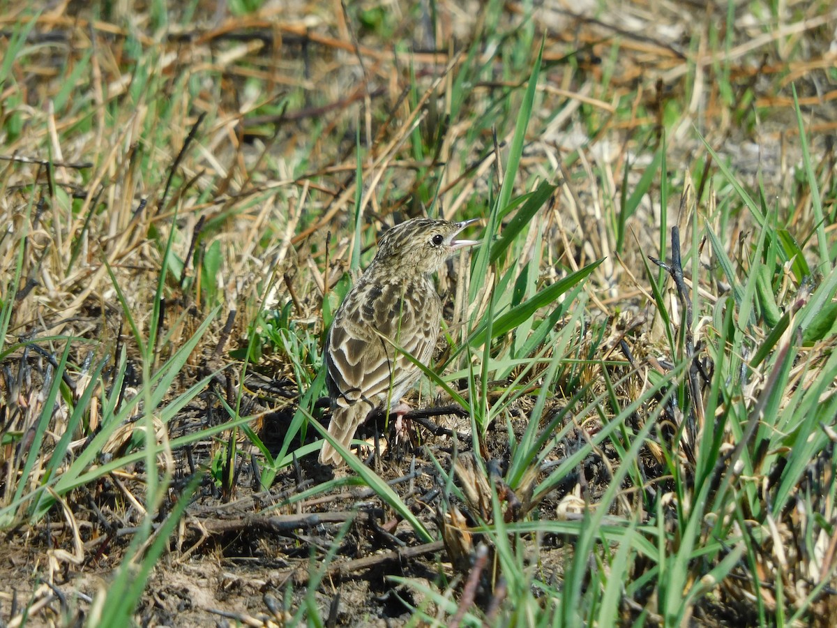 Pipit du Chaco - ML469933581