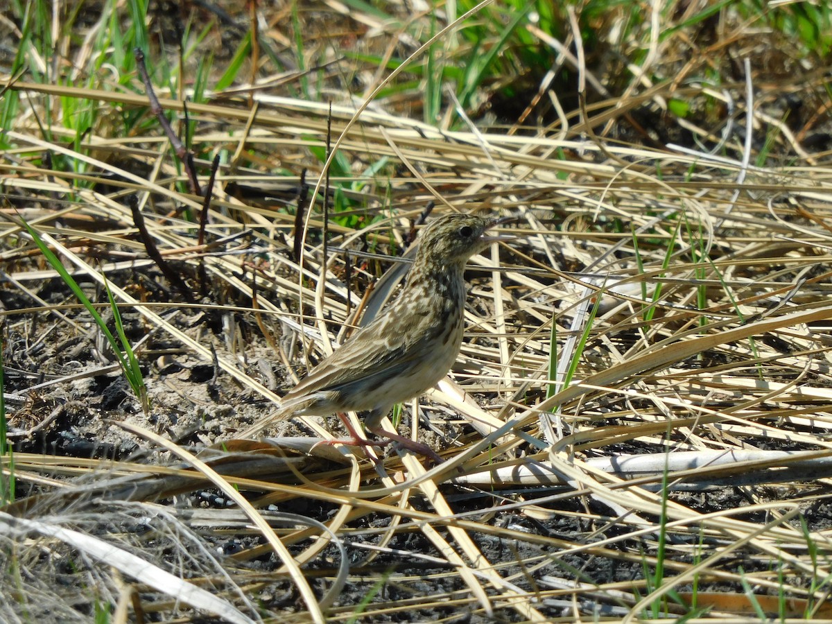 Pampas Pipit - ML469933611