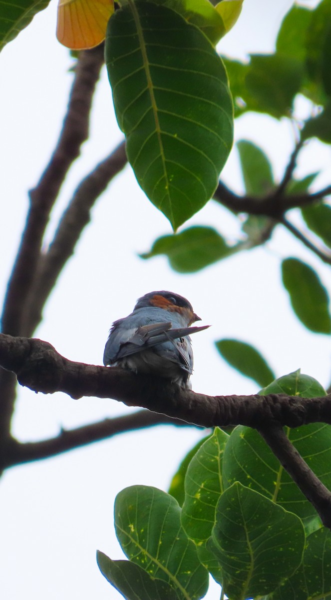 Crested Treeswift - ML469936421