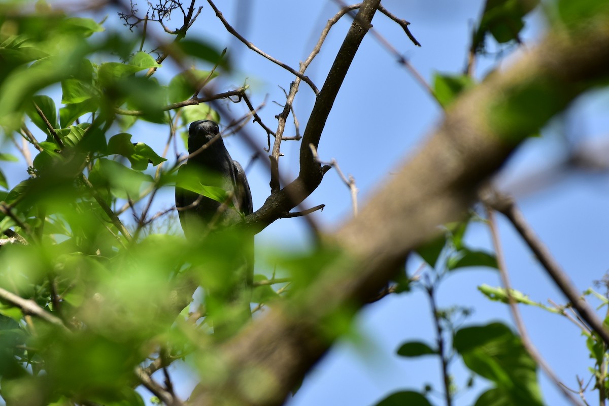 Black-headed Cuckooshrike - ML469936761