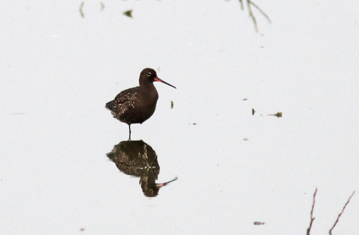 Spotted Redshank - ML469936891