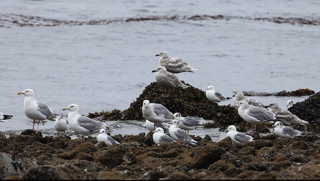 Black-legged Kittiwake (pollicaris) - ML469937