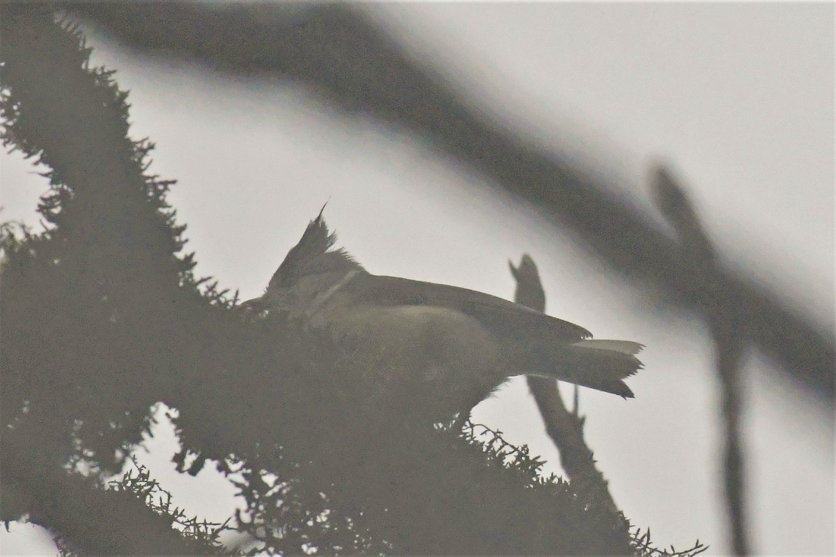 Gray-crested Tit - Anirban  Bhaduri