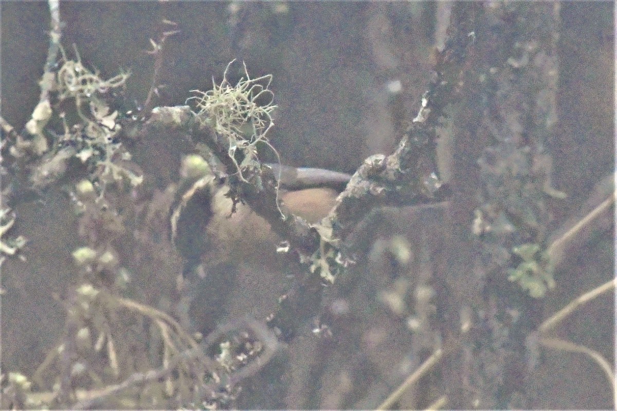 Black-browed Tit (Rufous-fronted) - ML469937071