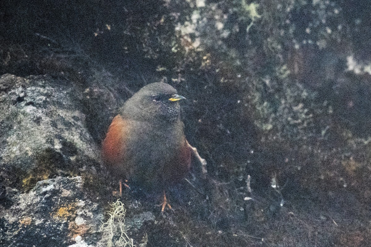 Alpine Accentor - Anirban  Bhaduri