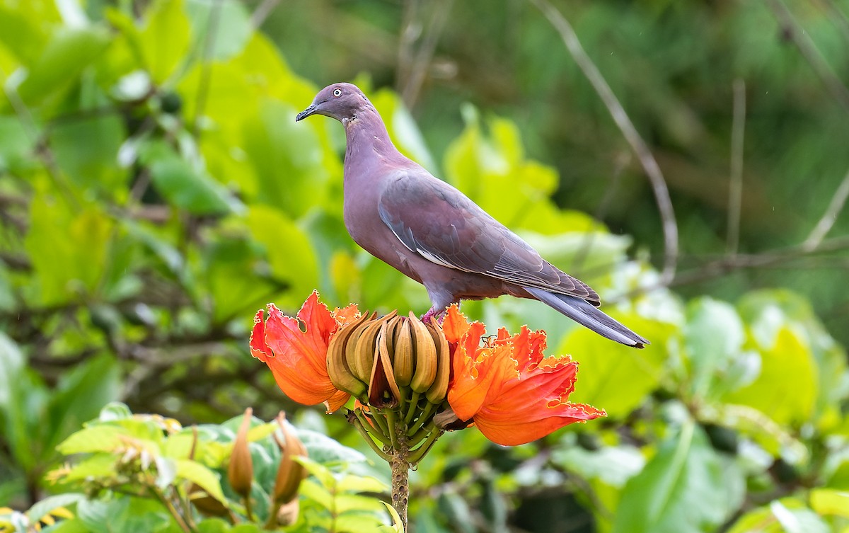 Plain Pigeon - ML469937151