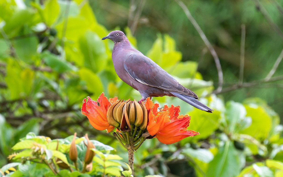 Plain Pigeon - ML469937161