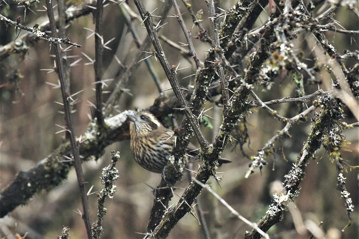 Himalayan White-browed Rosefinch - Anirban  Bhaduri