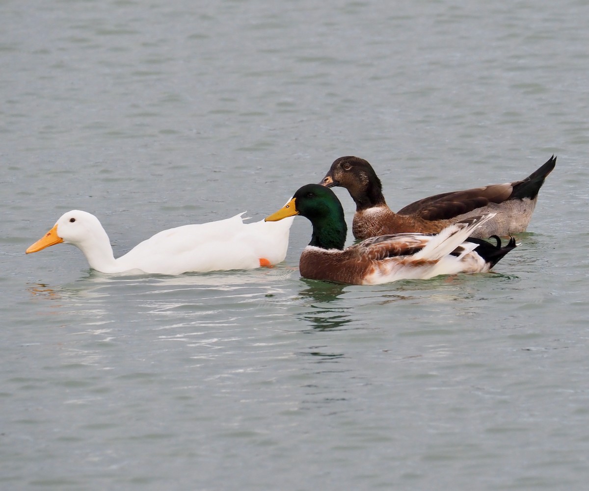 Mallard (Domestic type) - Ken Glasson