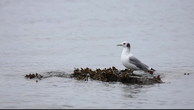 Black-legged Kittiwake (pollicaris) - ML469938