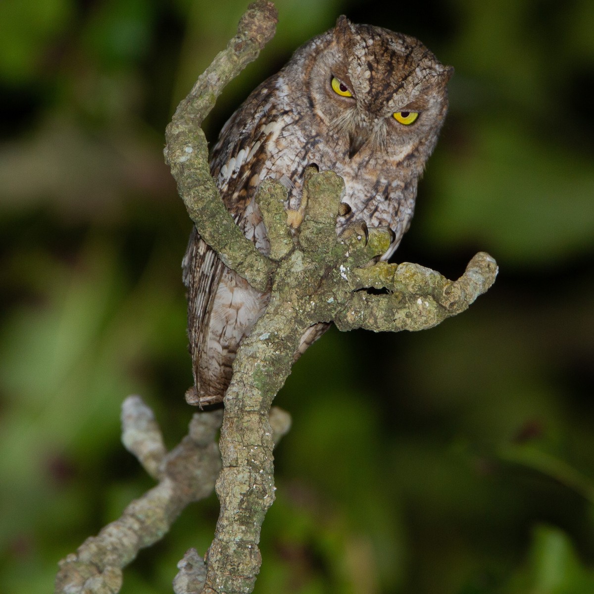 African Scops-Owl - ML469938511