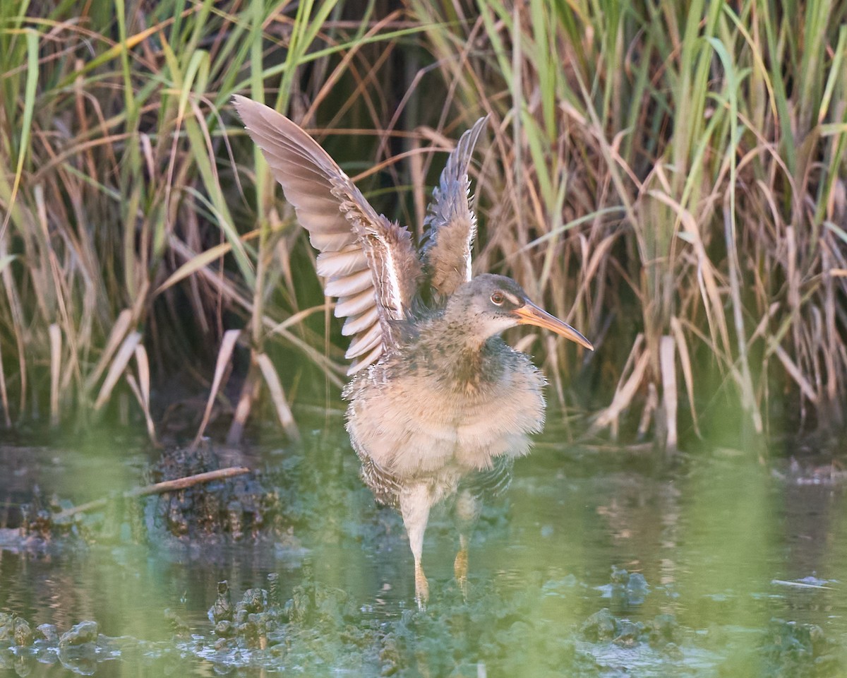 Clapper Rail - ML469939491