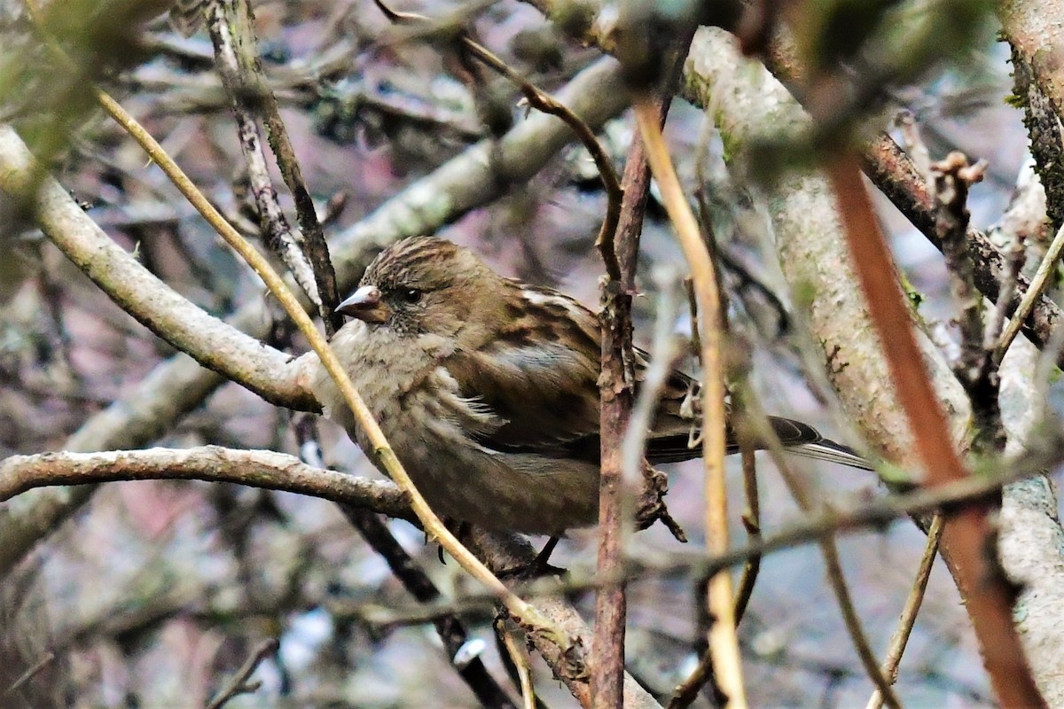 Plain Mountain Finch - ML469939901