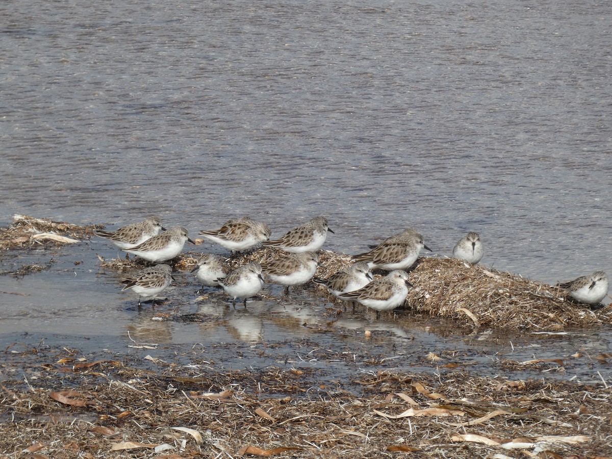 Red-necked Stint - ML469940821