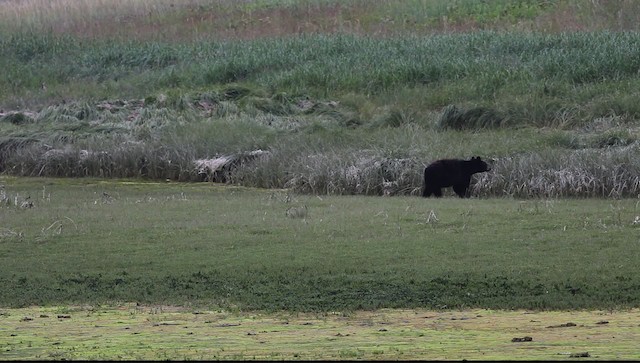 American Black Bear - ML469942