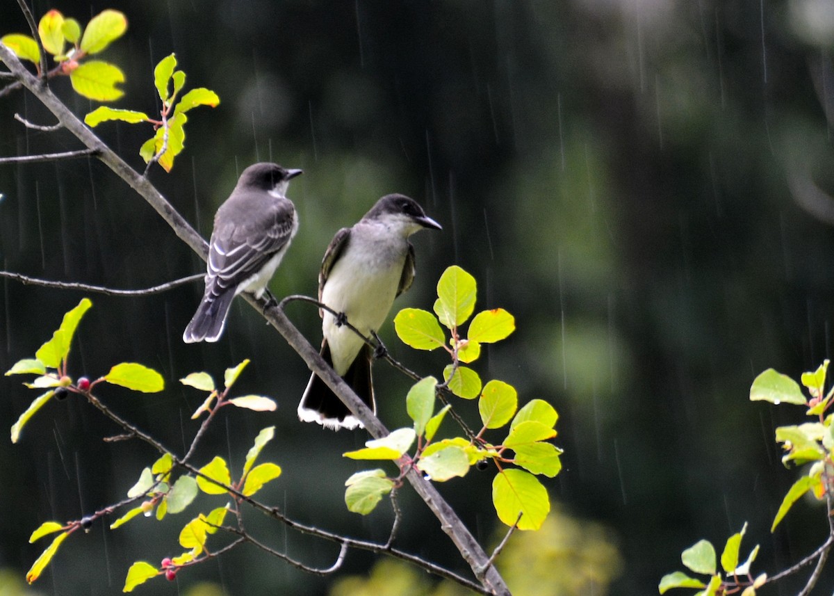 Eastern Kingbird - ML469942031