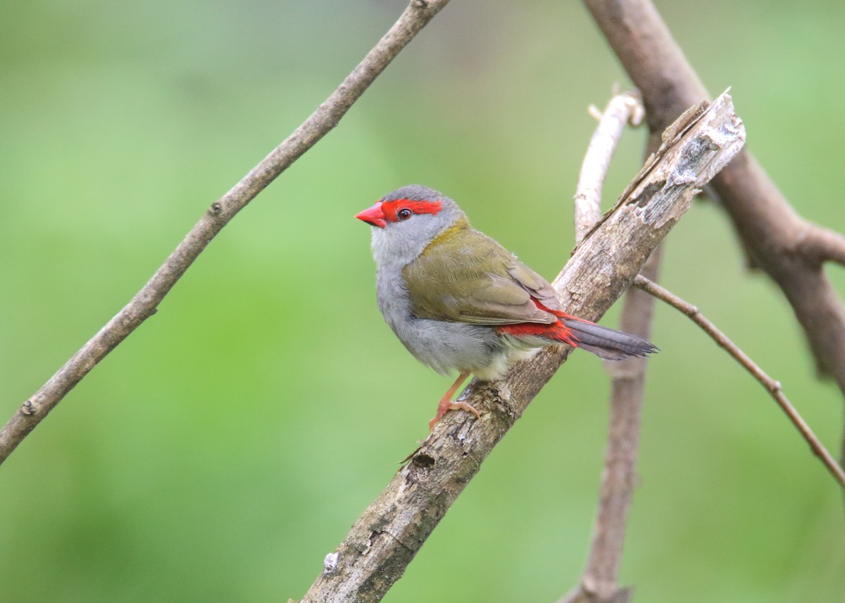 Red-browed Firetail - ML469942121