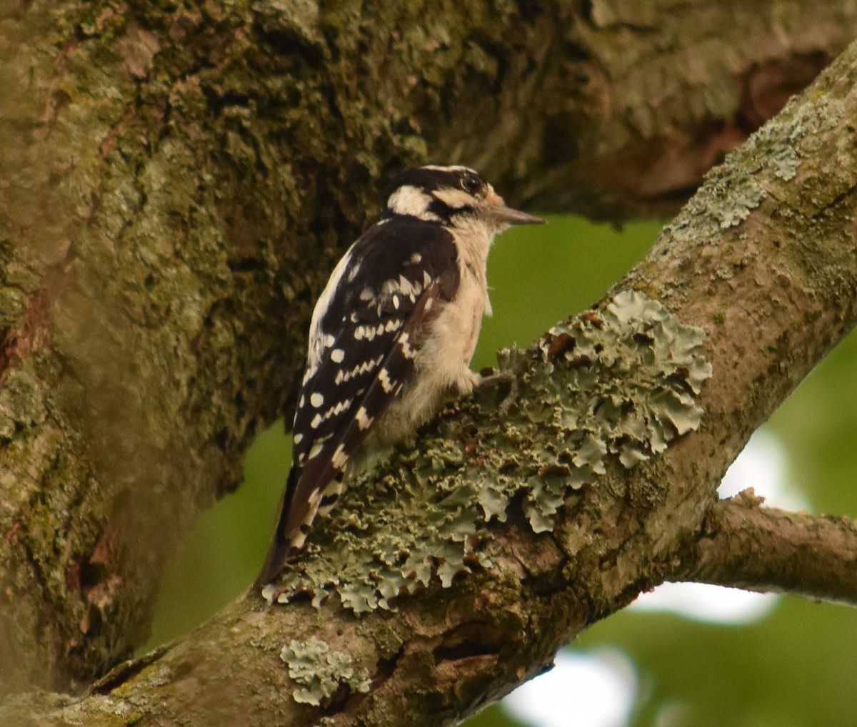 Hairy Woodpecker - ML469942931