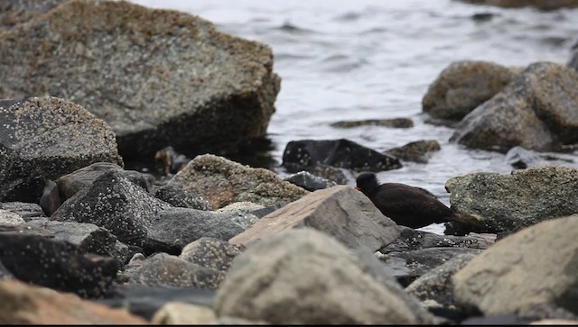 Black Oystercatcher - ML469943