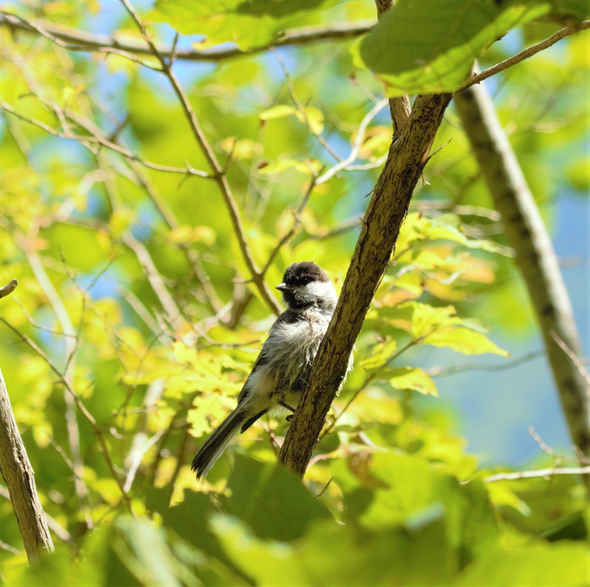 Marsh Tit - Andrew Knapp