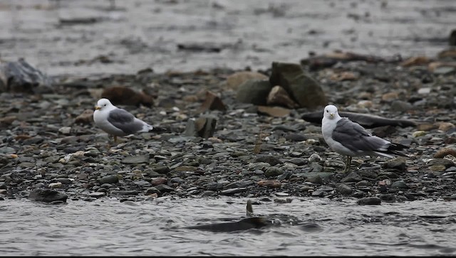 Short-billed Gull - ML469944