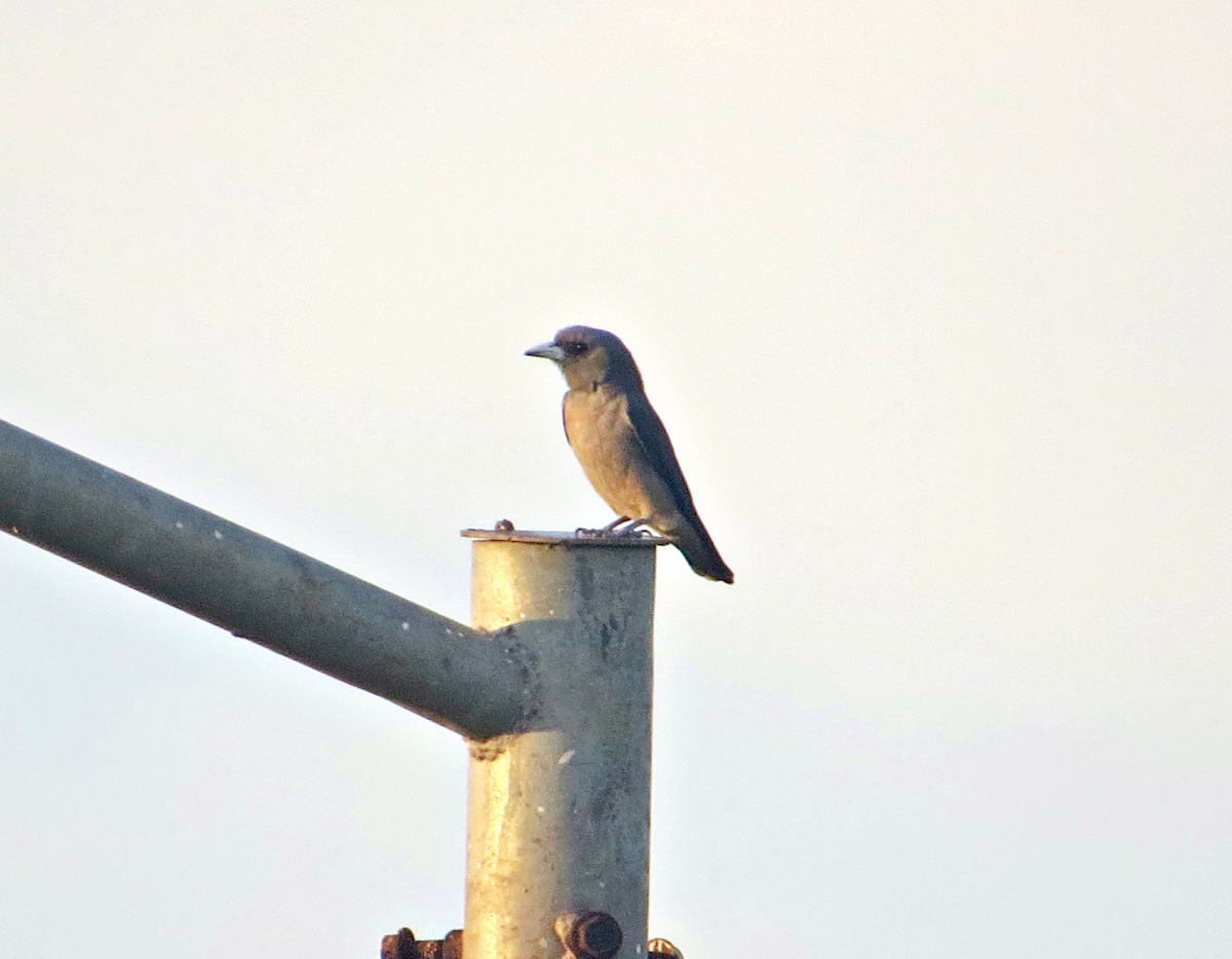 Ashy Woodswallow - ML469944441