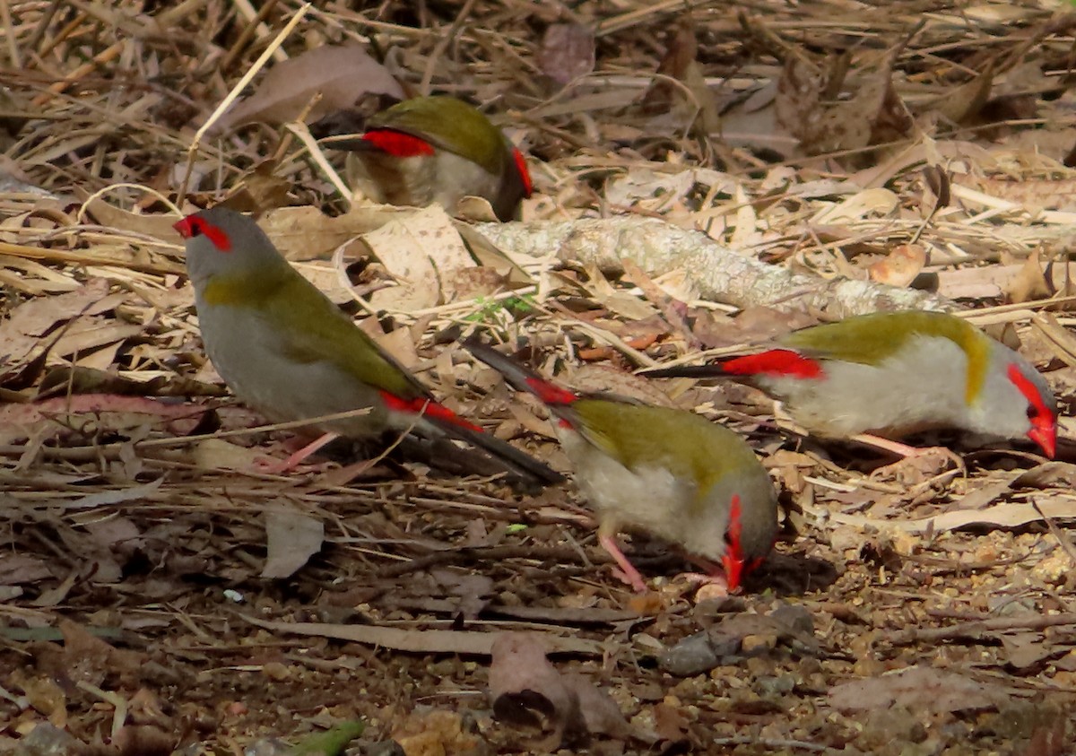 Red-browed Firetail - ML469944771