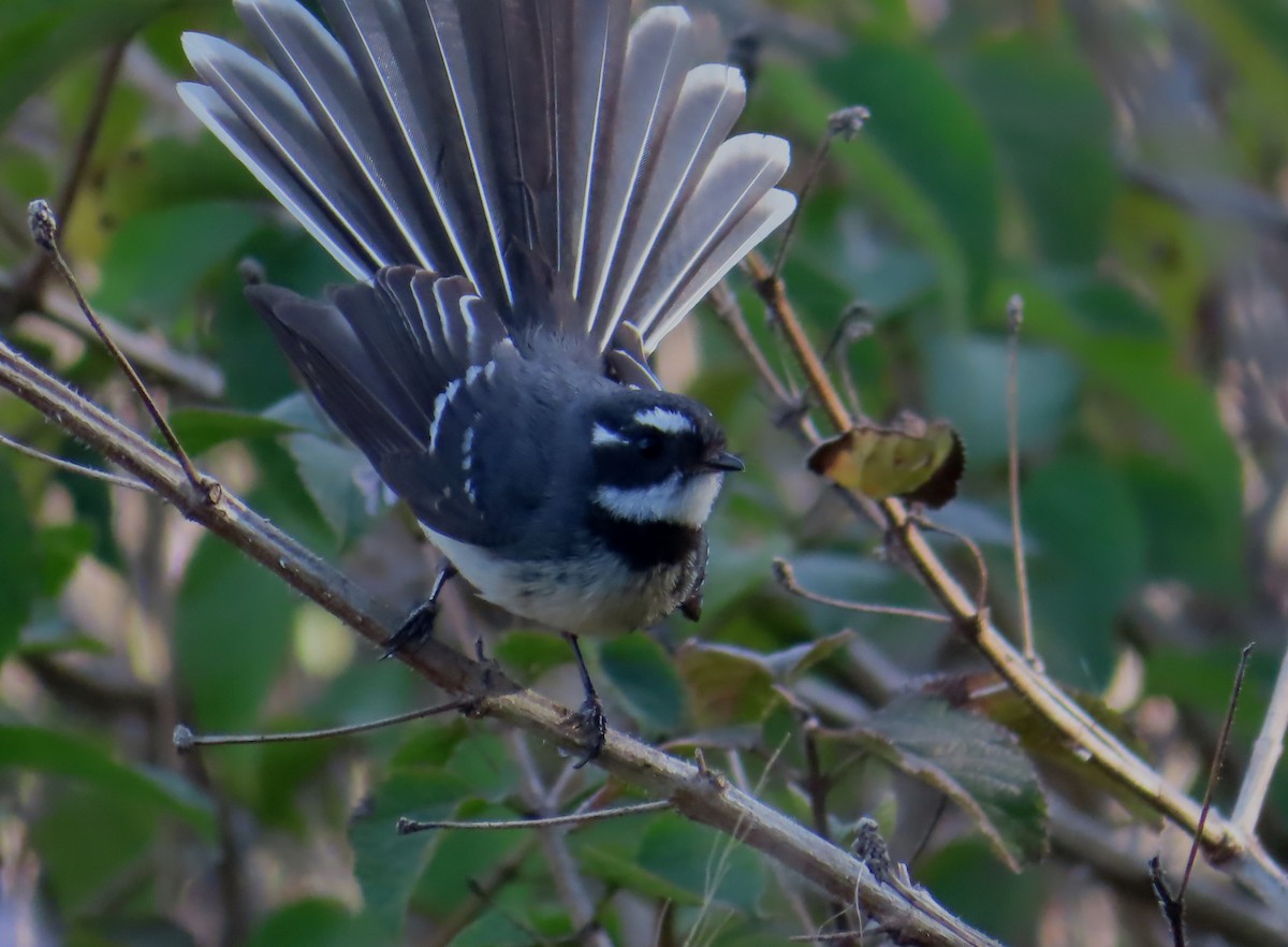 Gray Fantail - Paul Dobbie