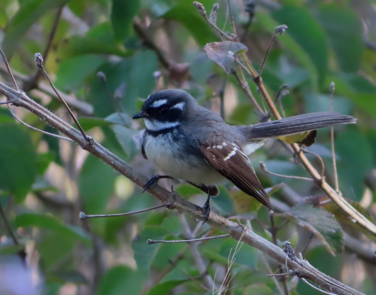 Gray Fantail - Paul Dobbie