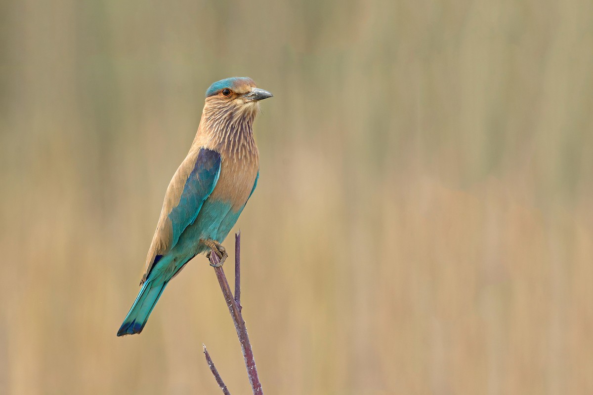 Indian Roller - ML469944941