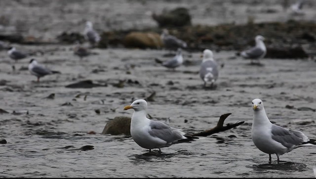 American Herring Gull - ML469945
