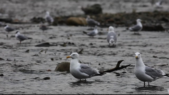 Herring Gull (American) - ML469945