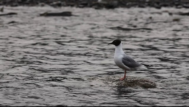 Gaviota de Bonaparte - ML469946