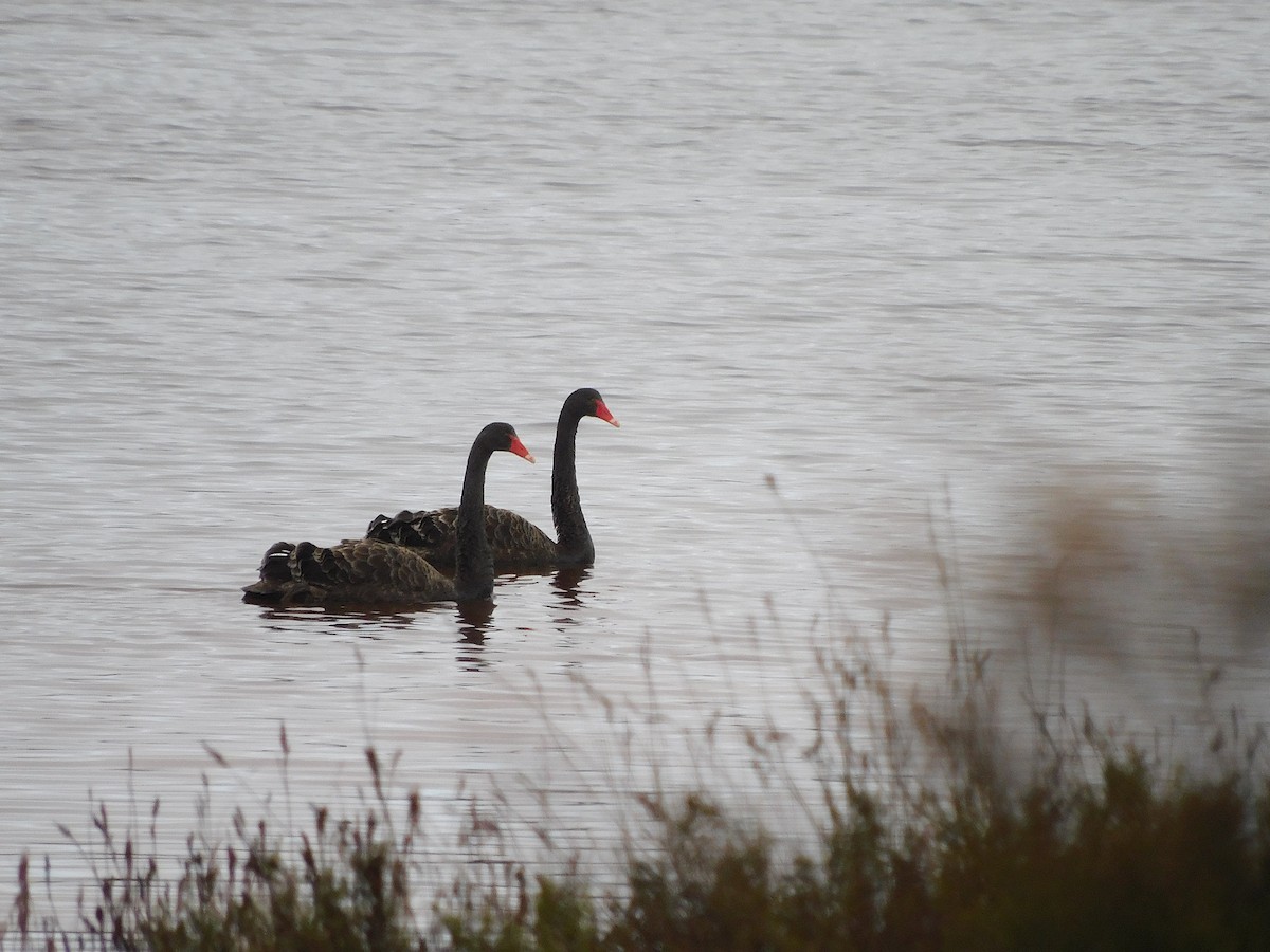 Black Swan - George Vaughan