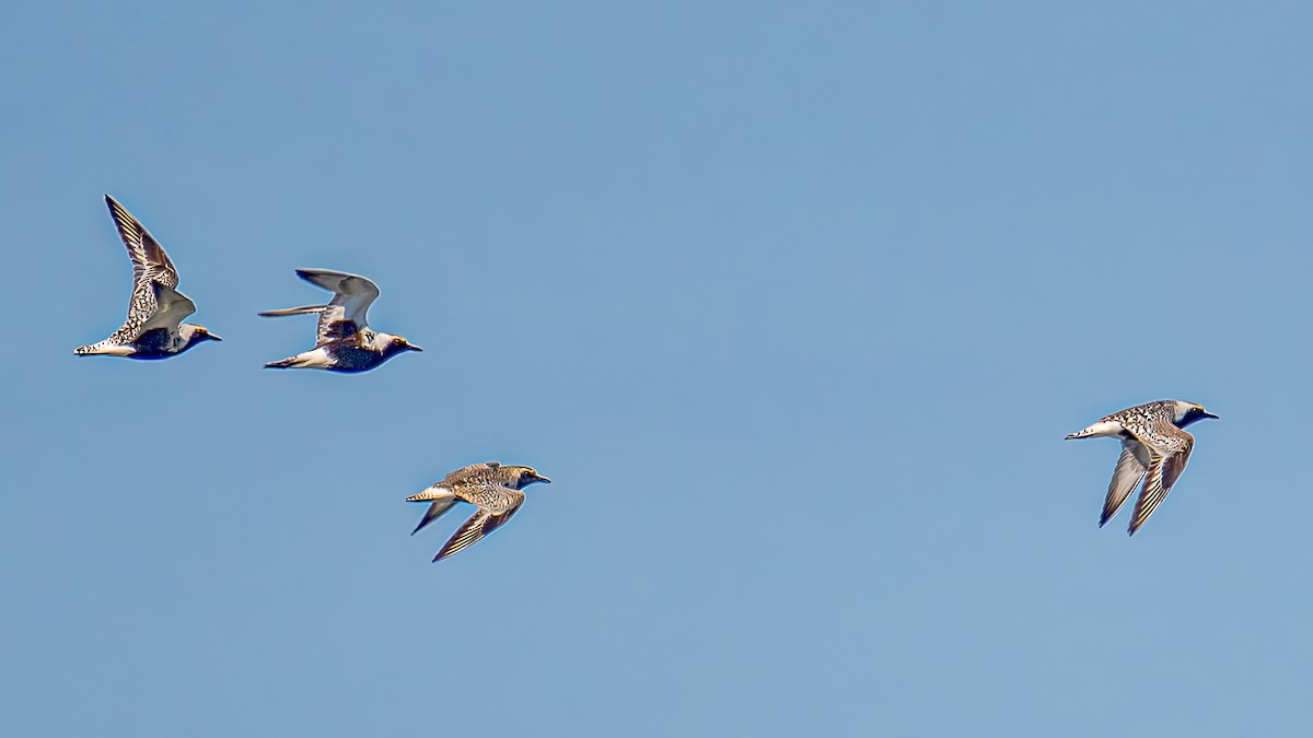 Black-bellied Plover - ML469946291