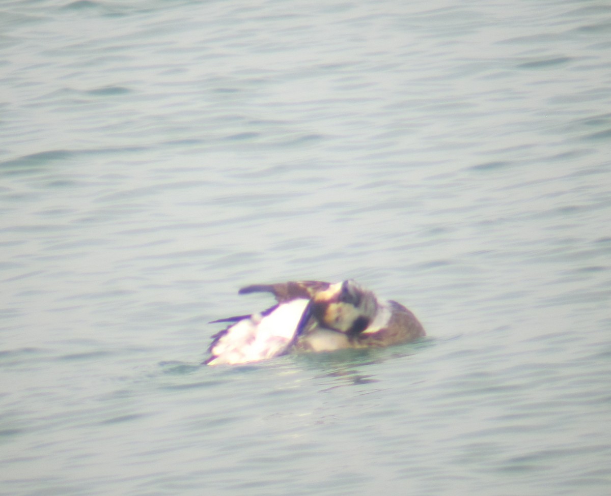 Long-tailed Duck - Henry Borde