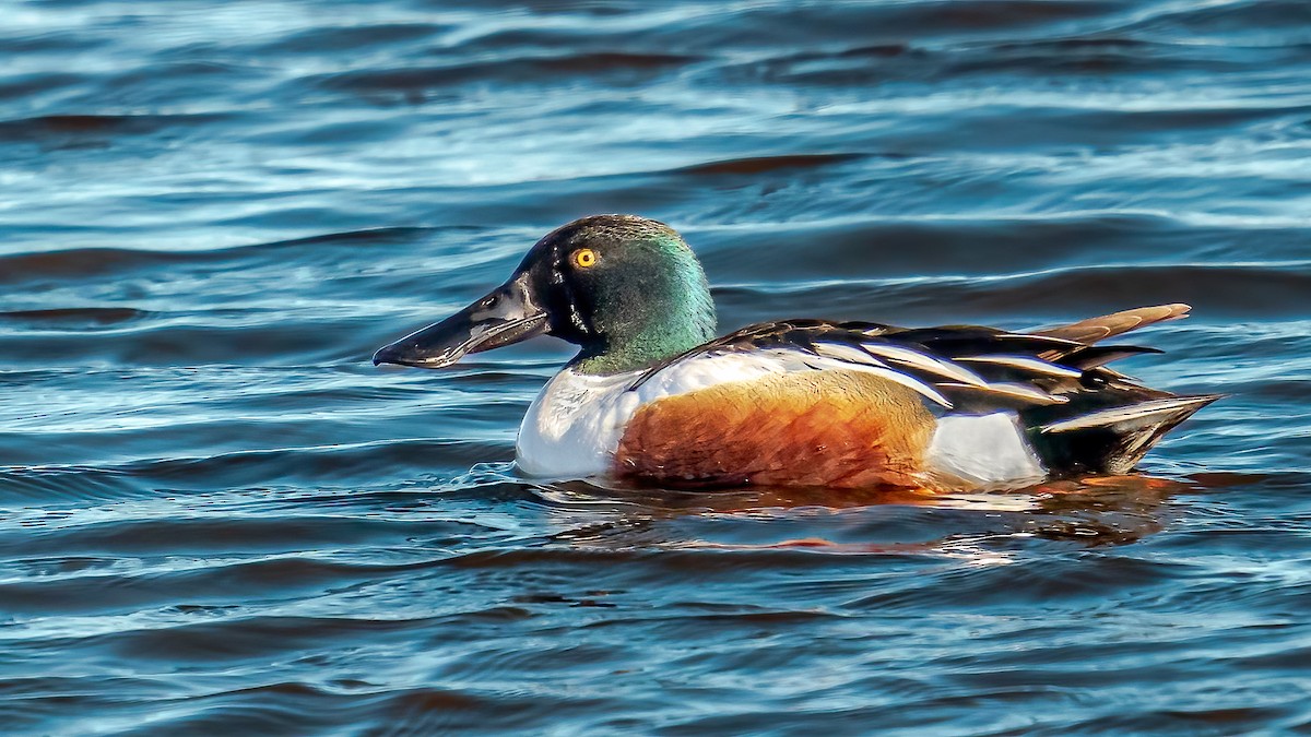 Northern Shoveler - ML469946841